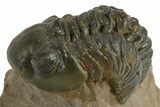 Reedops Trilobite - Atchana, Morocco #310642-3